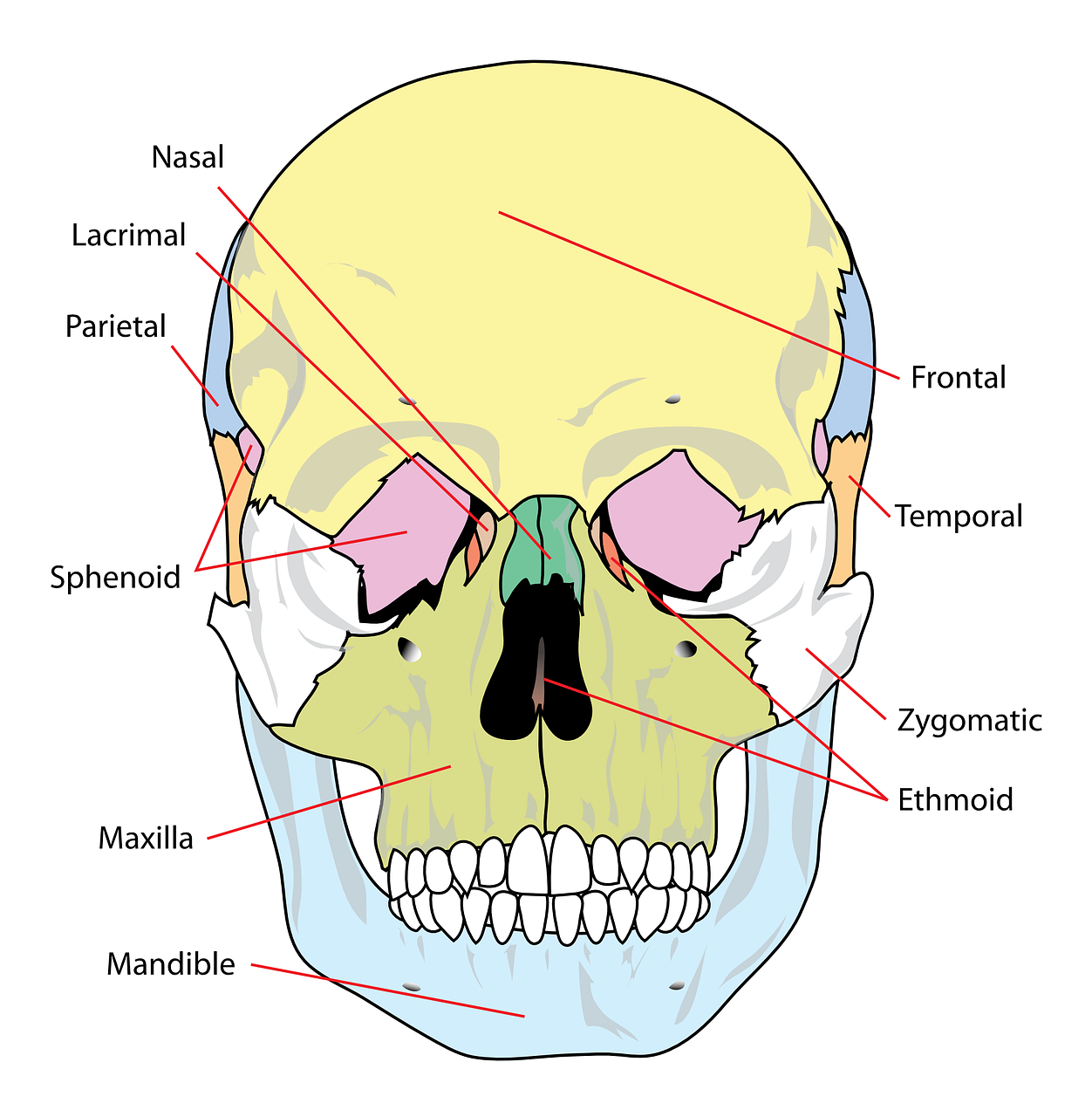 skull, diagram, labelled-41552.jpg